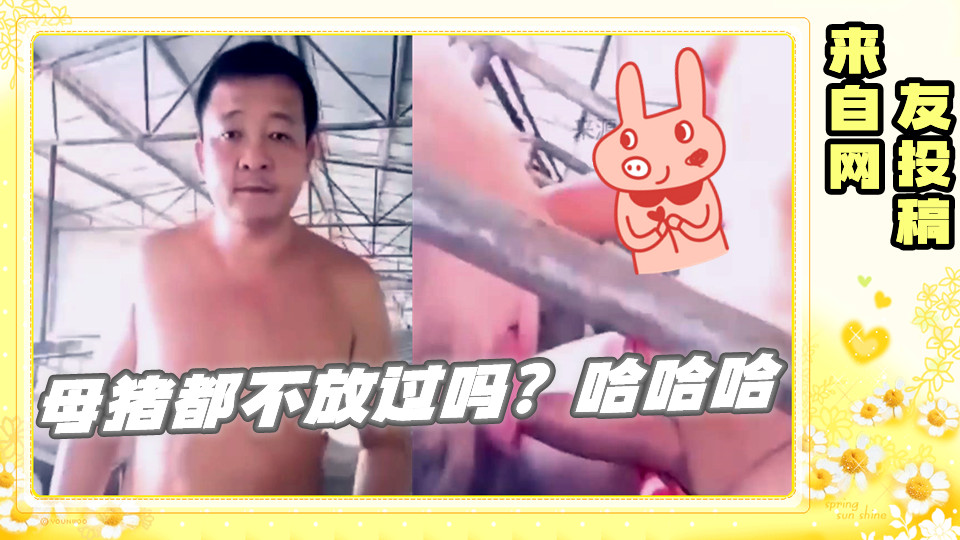 网友投稿 母猪都不放过吗？哈哈哈